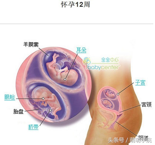 孕期1到40周胎儿发育全过程,胎儿发育40周全过程动态画