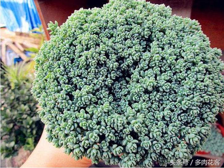 姬星美人用浅盆还是深盆,多肉植物旋叶姬星美人怎么养护