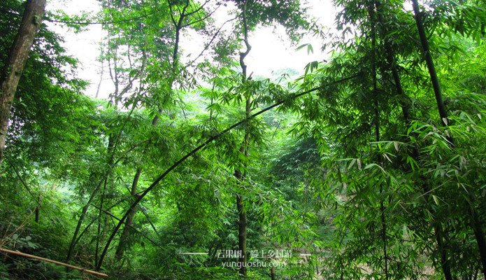 邛崃芦沟竹海新闻,邛崃平乐古镇竹海