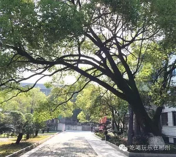郴州一中全部排名,郴州新一中好吗