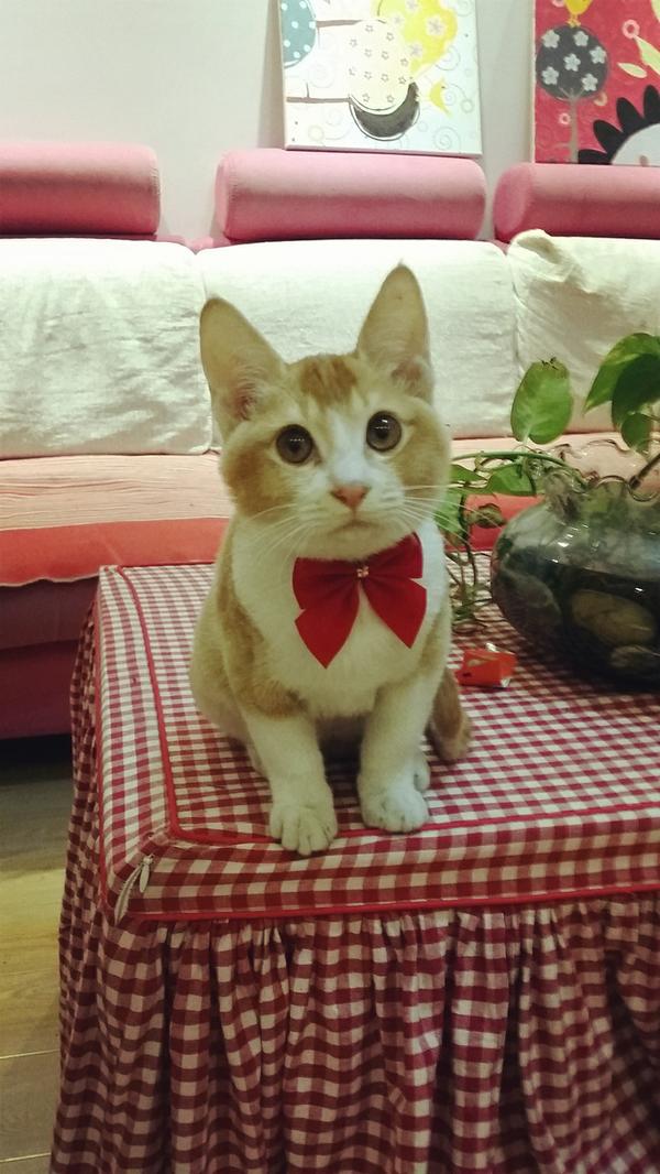 怎么从猫粮过渡到自制猫饭,自制猫饭能替代猫粮吗