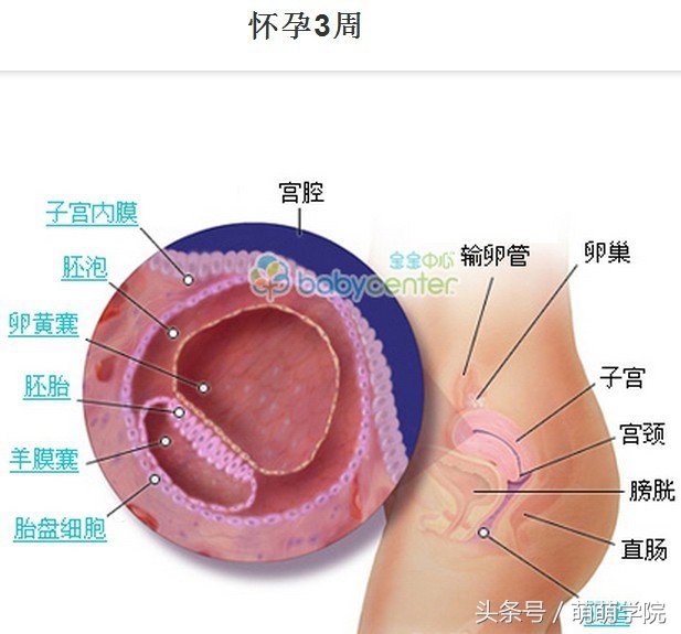 孕期1到40周胎儿发育全过程,胎儿发育40周全过程动态画
