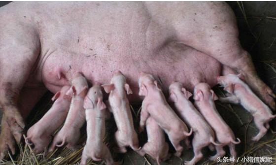 荷叶绿豆百合粥的功效,绿豆治畜禽疾病