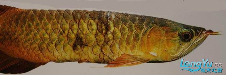 龙鱼炸鳞为什么引人不适,龙鱼炸鳞能不能多加盐