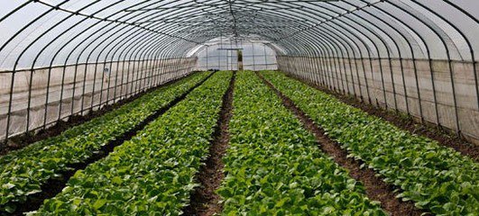 农民种菜不赚钱怎么回事,为什么农民种菜便宜卖不出去