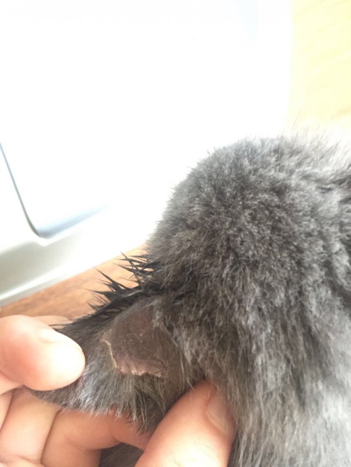 去猫舍买猫要多少钱,宠物市场买的蓝猫两个月能活吗