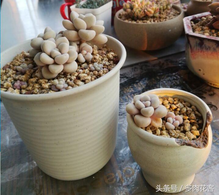 多肉植物与其他植物的区别,多肉植物艾伦