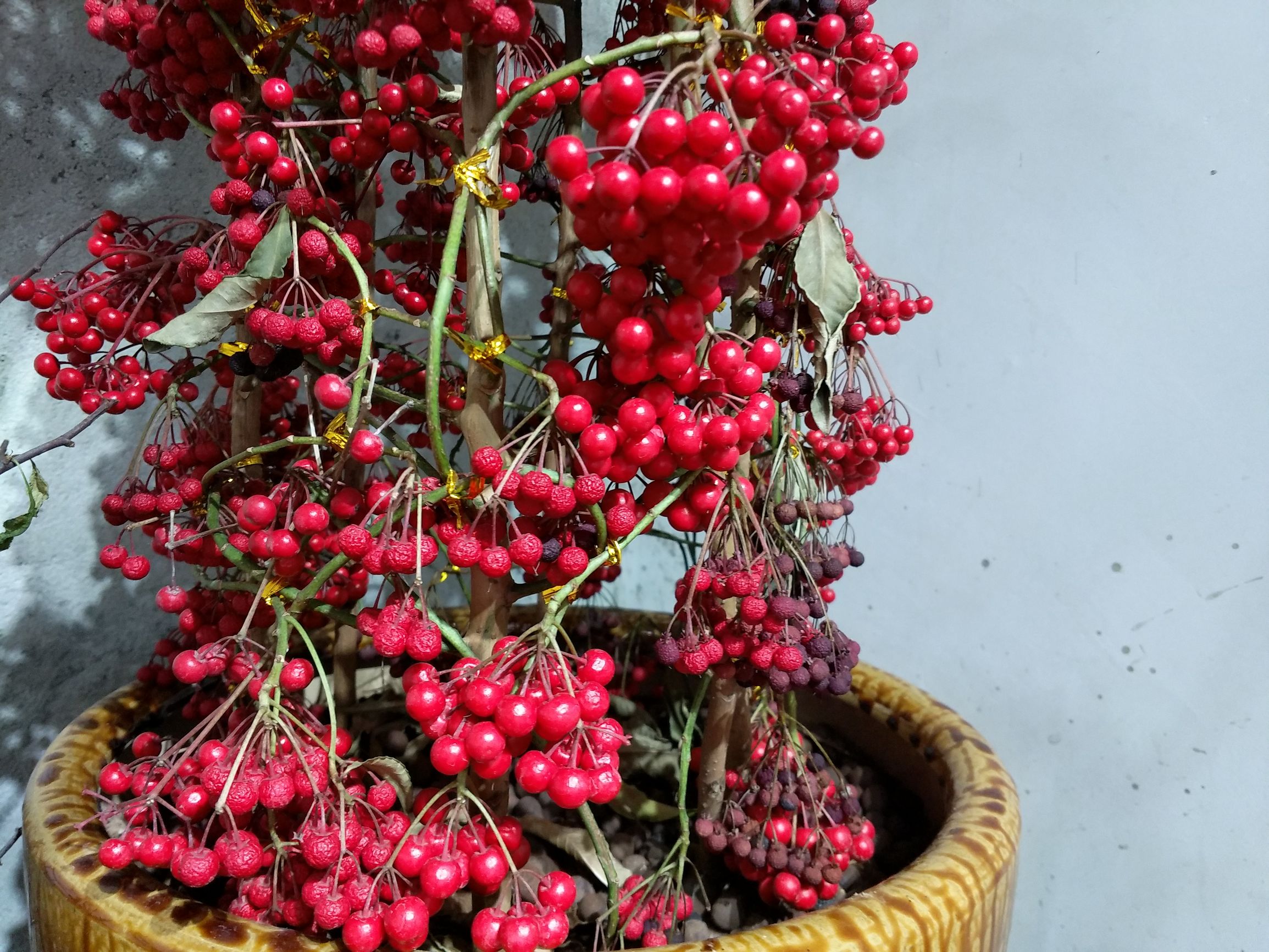 鎵嬫満xplay6娣卞害瑙ｆ瀽,xplay6璇勫垎