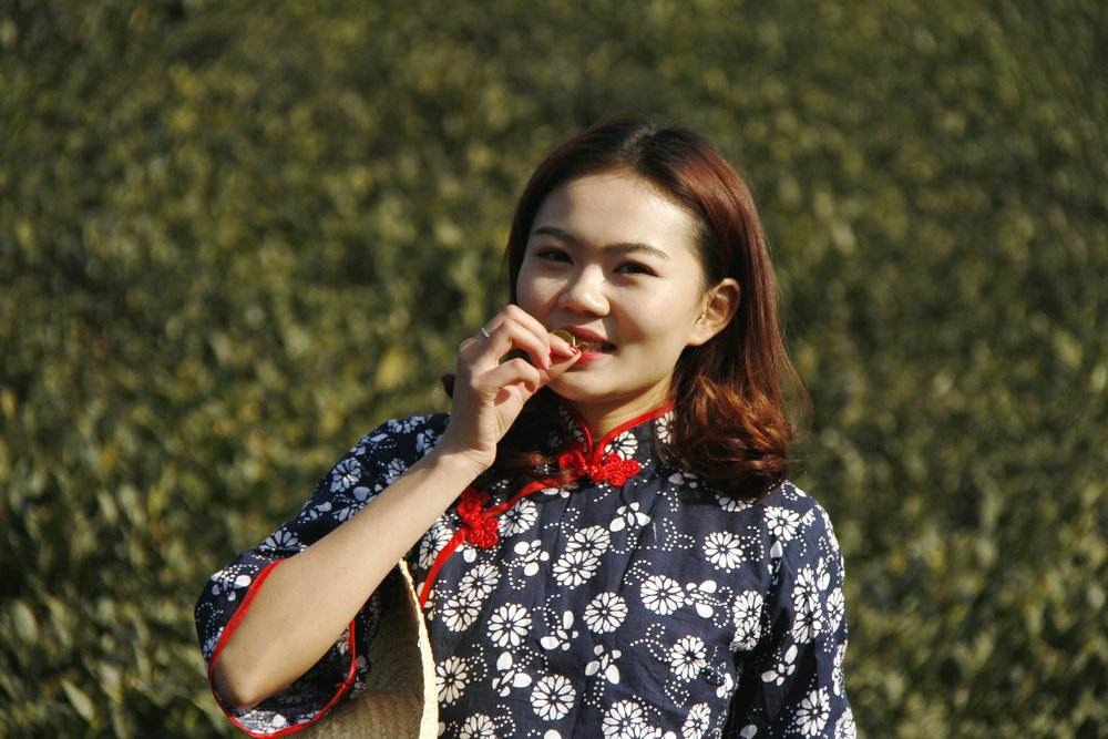 老班章古茶采摘,老班章茶后采茶仪式