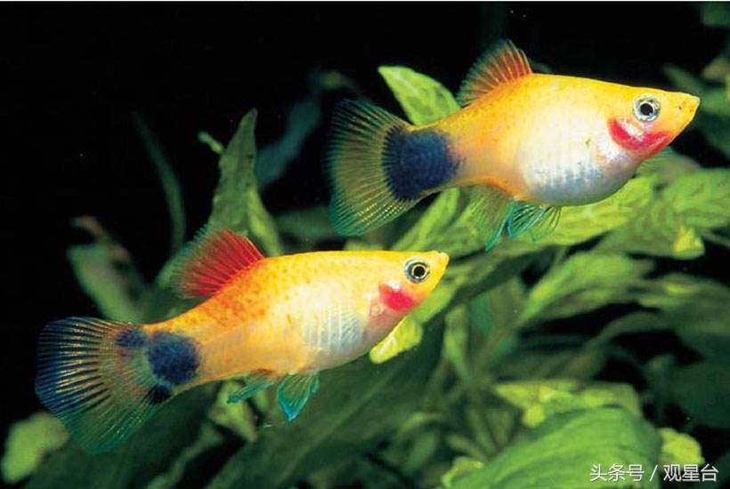 让财气丰盈的9个玄学小妙招,能让自己财运变好的风水法术