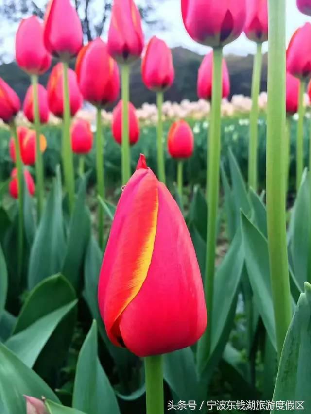 花博园红你是苹果红，我是最正中国红！