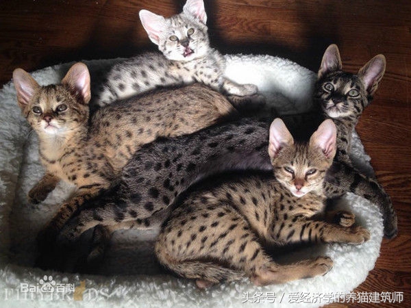 家猫和农村猫的区别,中华田园猫和外国猫会杂交吗