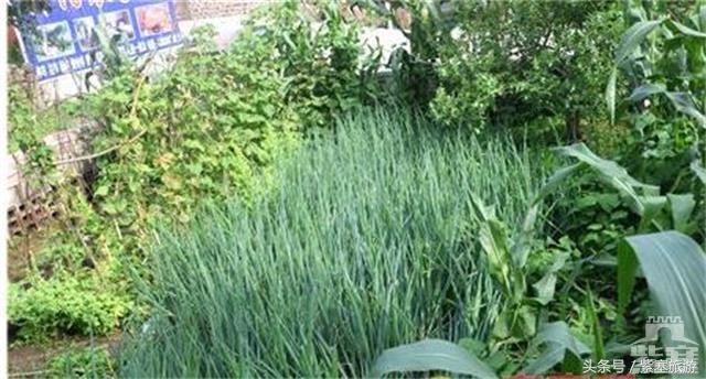 紫塞网承德农家院系列五：雾灵山正门东子农家院