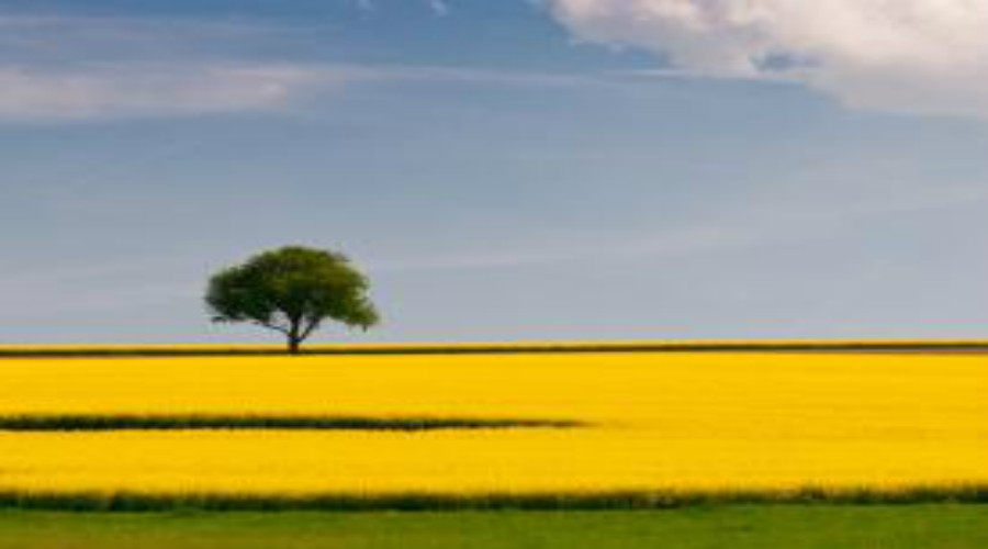 强制症如何自我疗愈,强制症的自我治疗方法
