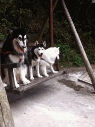 怎么分辨萨摩耶纯不纯,萨摩耶怎么鉴别纯不纯