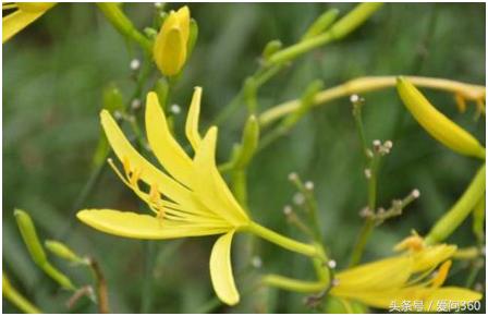 干黄花菜怎么煮好吃又营养价值高,黄花菜营养价值