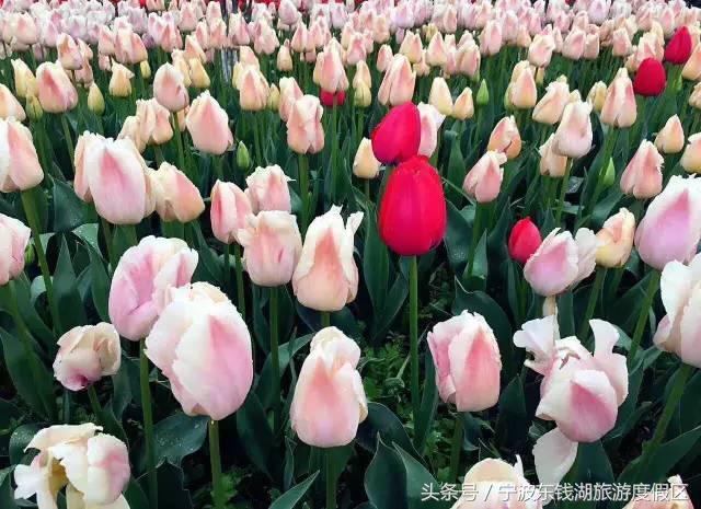 花博园红你是苹果红，我是最正中国红！