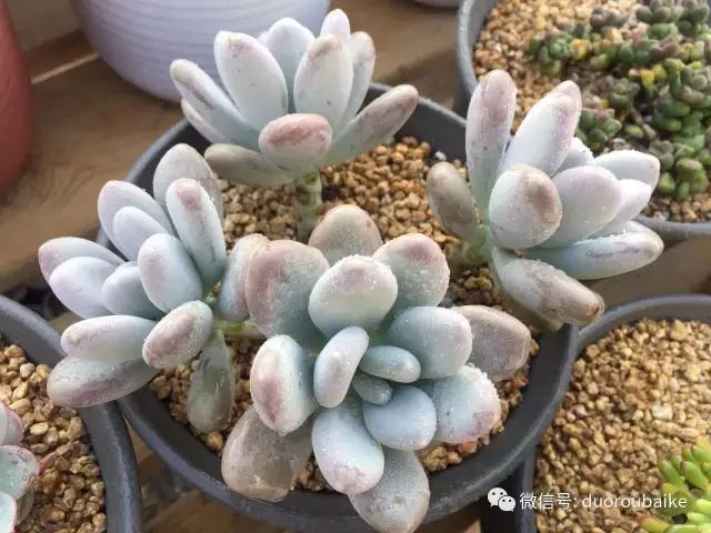 一入肉坑深似海下一句,一入肉坑深似海