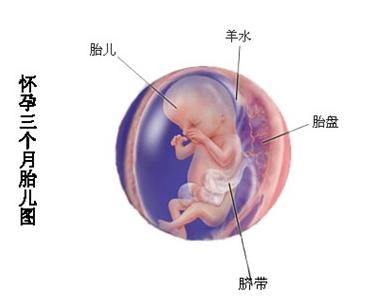 孕期体重不变胎儿有变化吗,孕期胎儿发育对比图