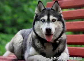 哈士奇得细小在家怎么治,哈士奇得了细小能治好吗