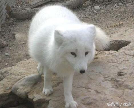 纯不纯萨摩怎么鉴定,男子买萨摩耶犬怀疑是假