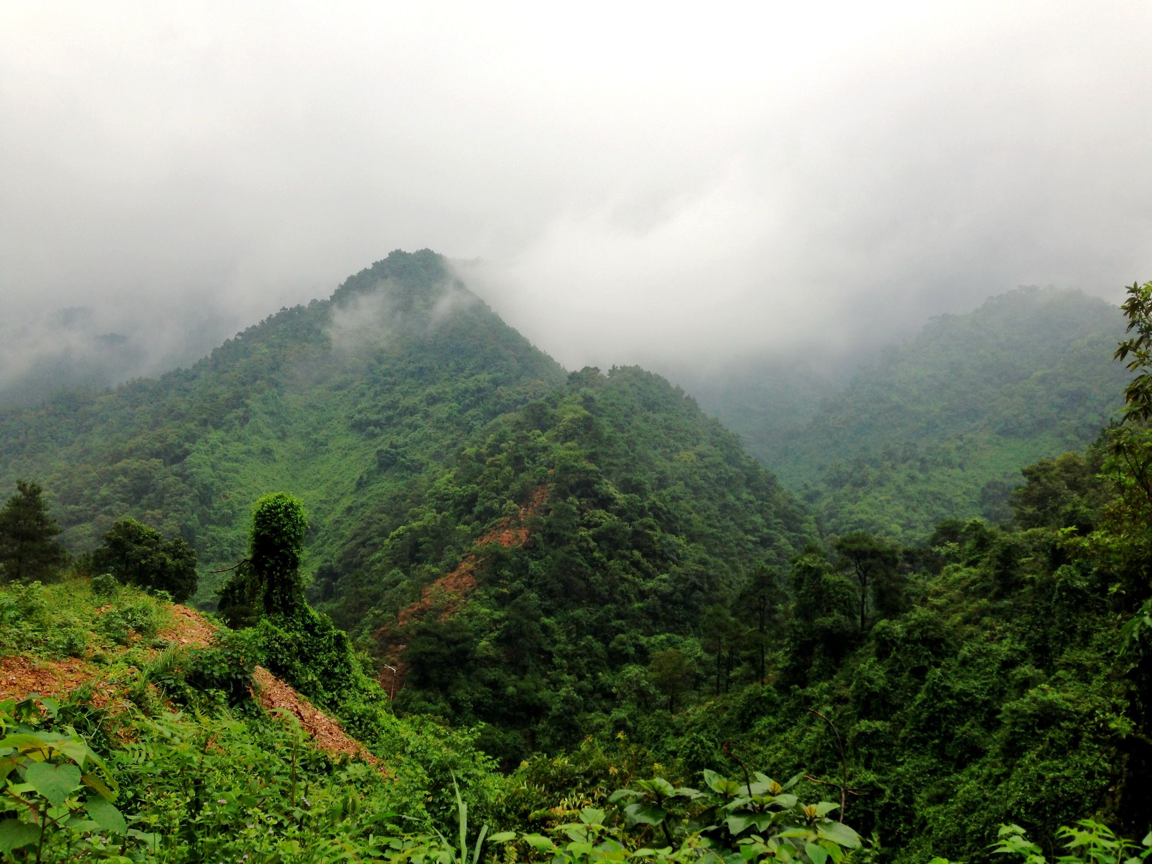 温碧霞是广东四会哪里人,温碧霞老家四会哪个镇