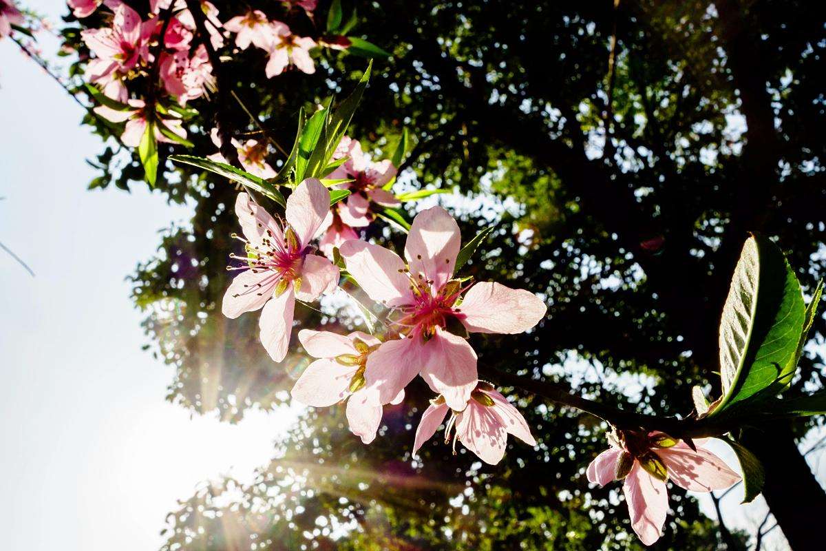 道医辟谷注意事项有哪些,中医养生知识大全辟谷方法