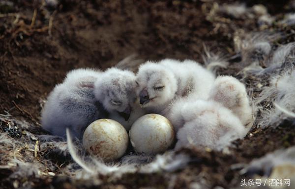 100种解酒偏方,全球最全解酒方法