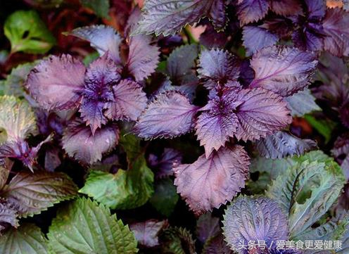 人参鹿茸虫草茶,虫草鹿茸枸杞泡茶