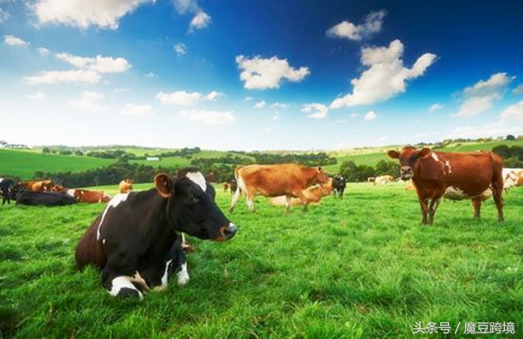 澳洲海购产品有哪些,海购必买的10种产品