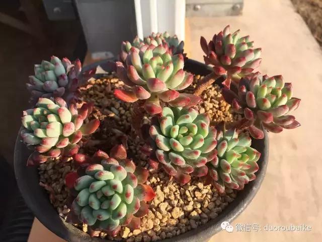 一入肉坑深似海下一句,一入肉坑深似海