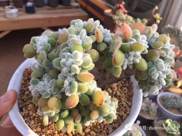 一入肉坑深似海下一句,一入肉坑深似海