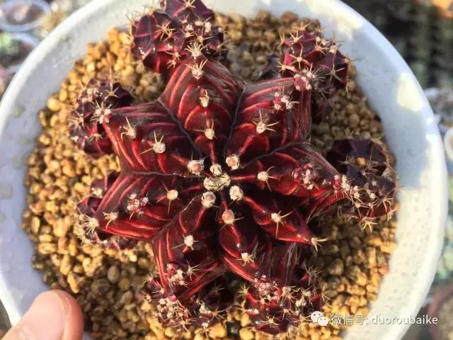 一入肉坑深似海下一句,一入肉坑深似海