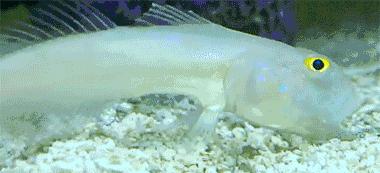 图文笑话：大哥，你拿二手戒指向我求婚，这婚我不结了