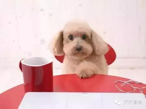 狗狗总是有眼屎怎么办,狗狗总是有虫子怎么办