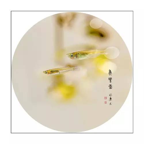 投稿装饰画,投稿绘画作品