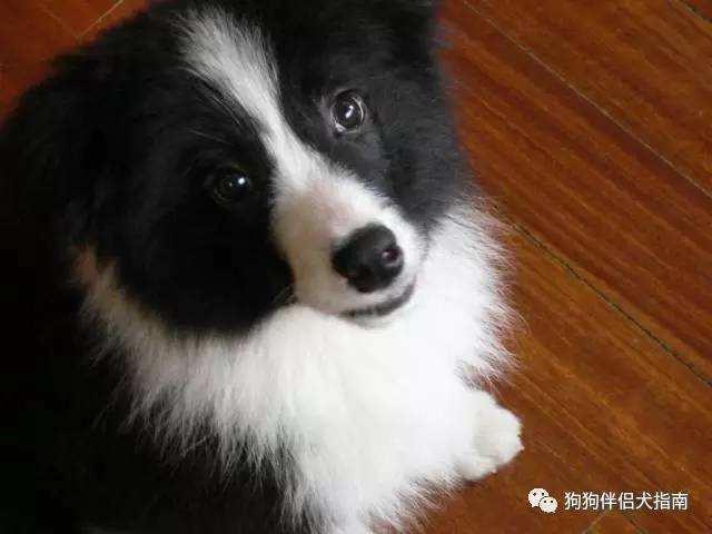 边牧最容易得什么病,边牧咬人手怎么纠正