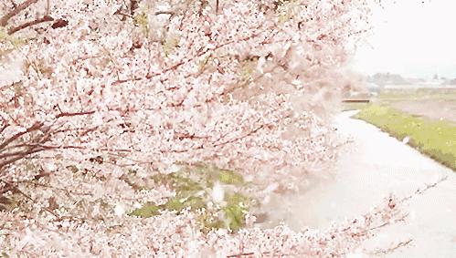 贵州看花好去处推荐,贵州春天哪里的花最美