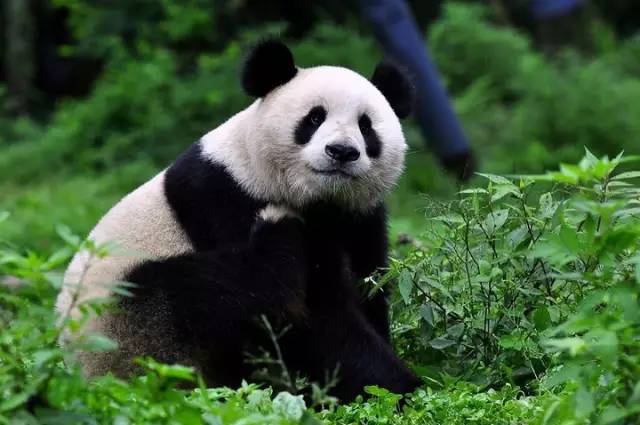 清明3天旅游攻略成都,清明成都旅游攻略学生党