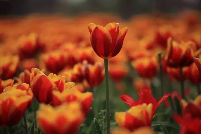 国色天相倾国倾城，“阳澄湖”牵手“太湖”，在相城遇见最美的你