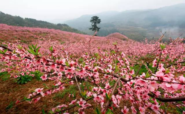 贵州看花好去处推荐,贵州春天哪里的花最美