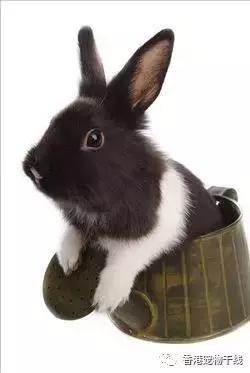 在外面打工的人有没有养兔兔,养一只兔兔会孤独吗