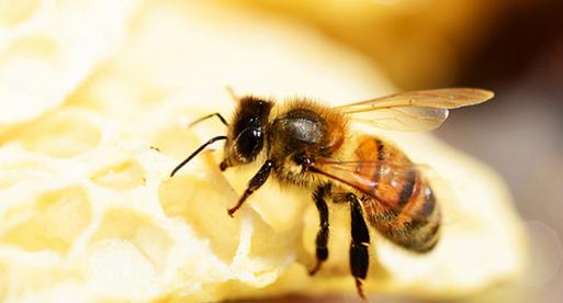 麦卢卡蜂蜜详细介绍,麦卢卡蜂蜜是蜂蜜里最好的吗