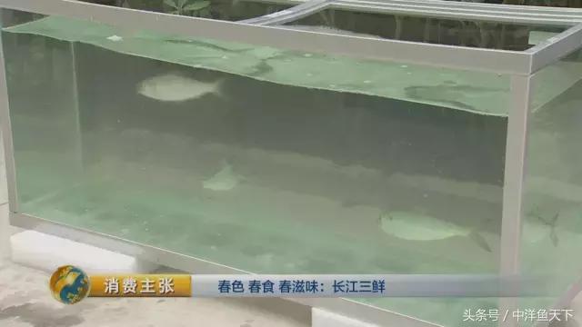 鲥鱼和刀鱼的鲜美,刀鱼鲥鱼河豚被称为长江三鲜