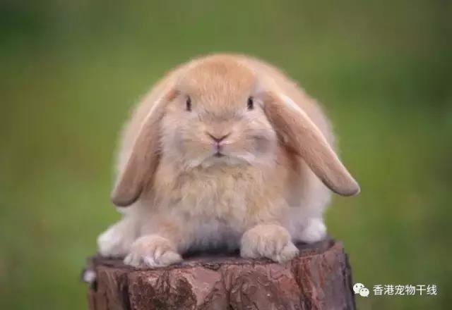 在外面打工的人有没有养兔兔,养一只兔兔会孤独吗