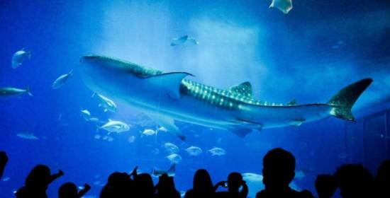 weekendescape,weekendescape什么意思