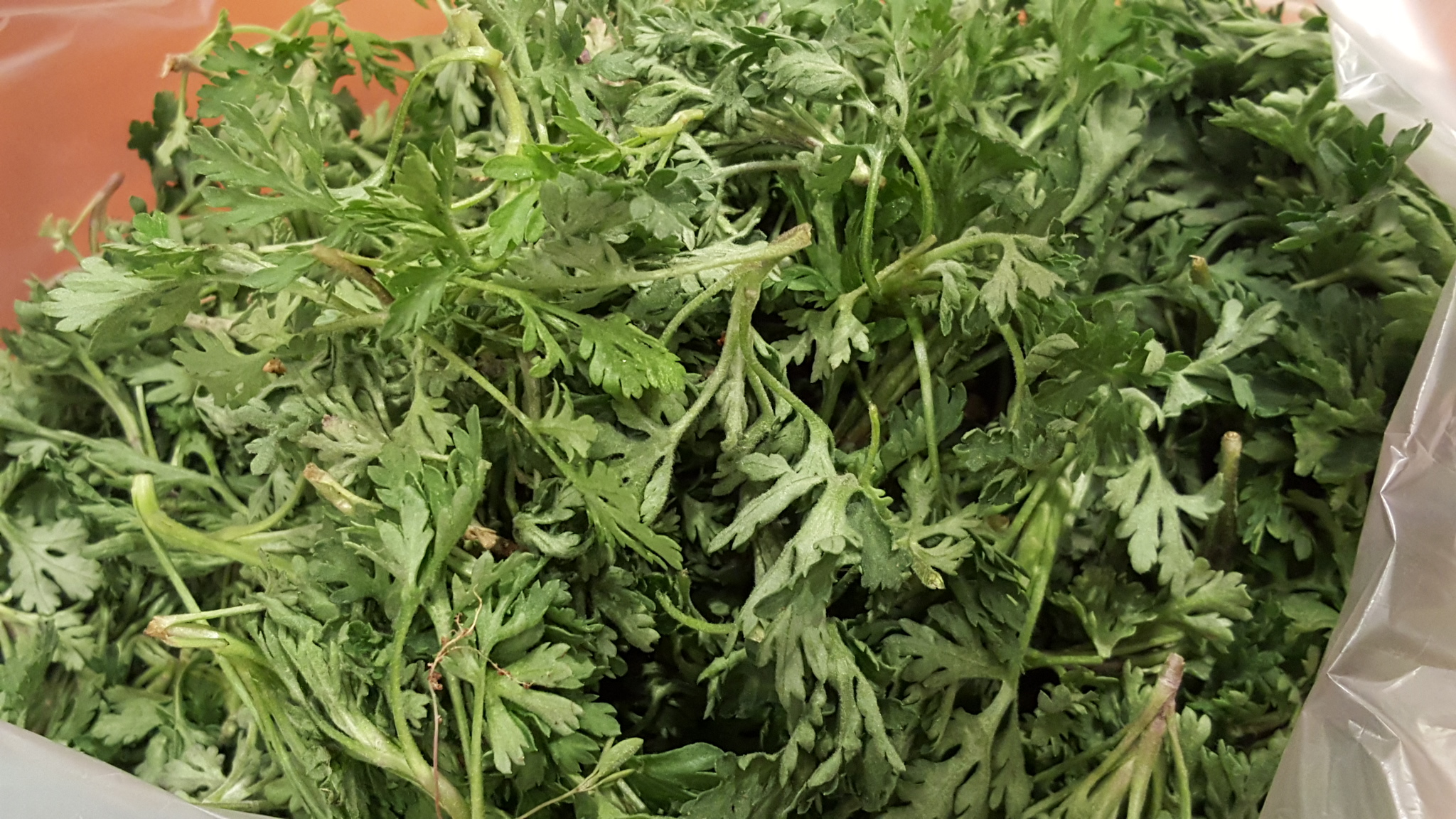 炒苦菊鸡蛋最好吃的做法,清新爽口的菊花菜炒鸡蛋