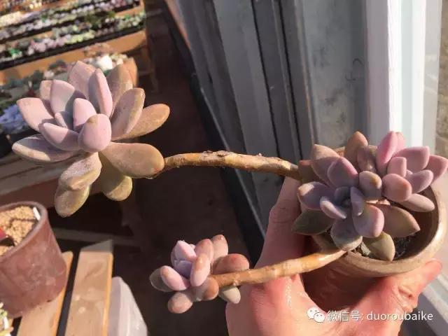 一入肉坑深似海下一句,一入肉坑深似海