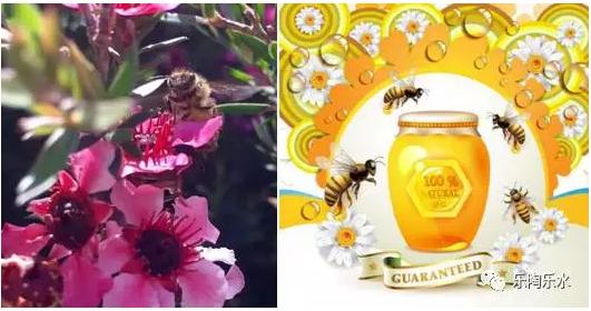 麦卢卡蜂蜜详细介绍,麦卢卡蜂蜜是蜂蜜里最好的吗