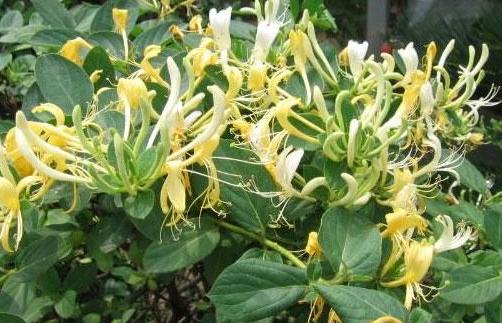 治痛风的偏方急性,治疗痛风的中医外治法请按需收藏